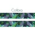 Colibra